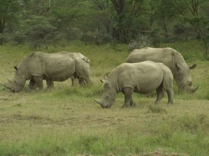 A family of white rhinoceros.  Two adolescents!
